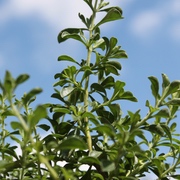 Bohnenkraut Bohnenkraut